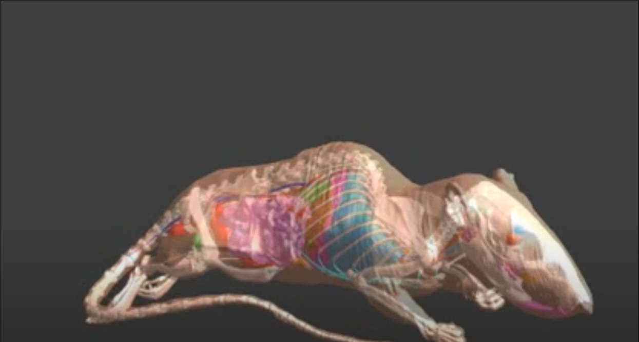 Read more about the article NeuroRat V4.0 – Detailed Rat Anatomy for Neuromodulation Investigations