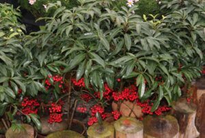 Read more about the article 殊砂根 (硃砂根)