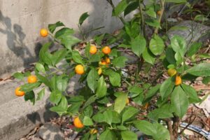 Read more about the article 金桔